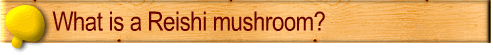 What is a Reishi mushroom?