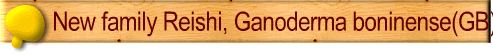 New family Reishi, Ganoderma boninense(GB)