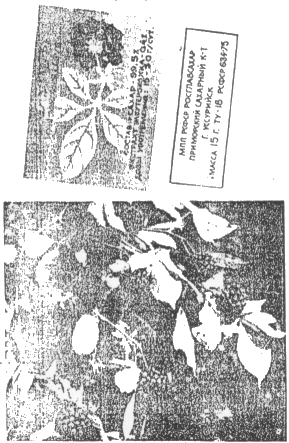 img1.jpg