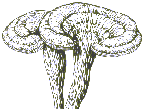 reishi.gif